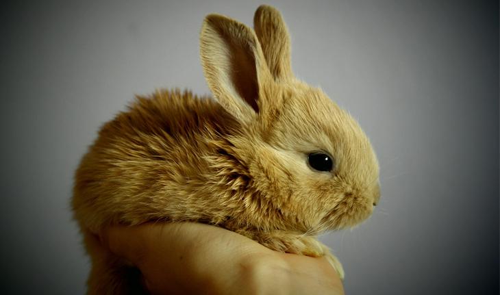 foto de um coelho pequenininho na mão de uma pessoa