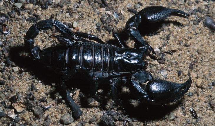 Escorpião preto em areia