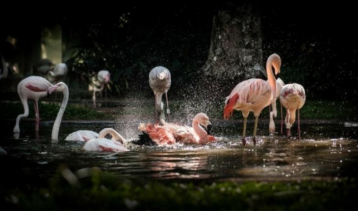 Flamingos rosas tomando banho em um lago