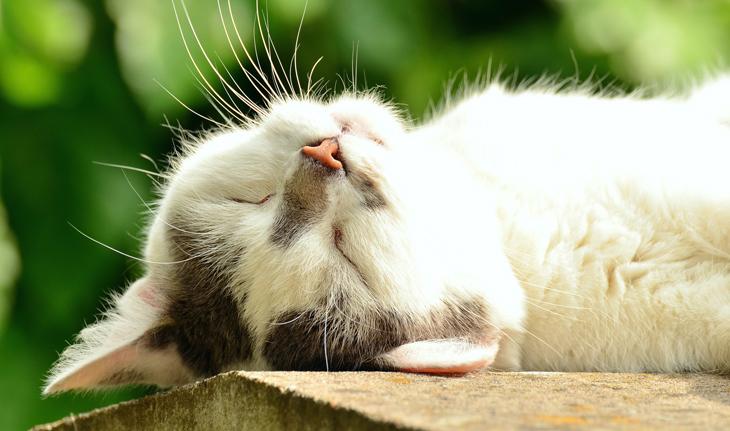 foto de um gato dormindo de barriga para cima, com foco na sua cabeça e pescoço