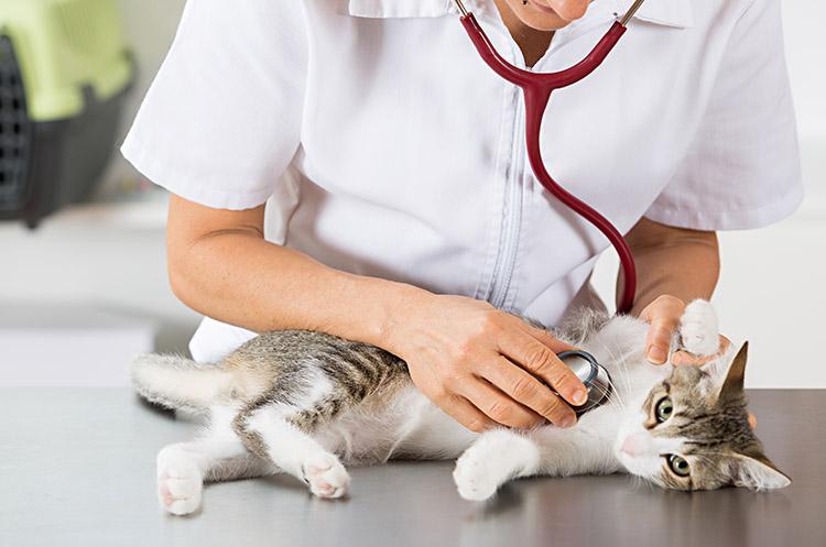 Consultas ao veterinário garante o bem-estar dos gatos.