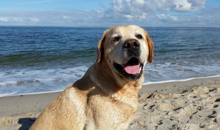 cachorro labrador molhado, de costas para o mar e olhando para a câmera