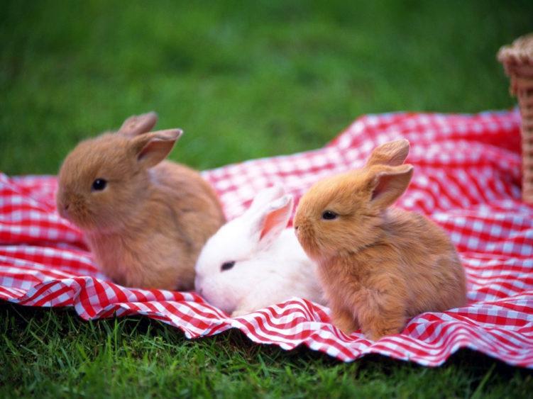 três coelhos lado a lado sobre uma toalha vermelha xadrez, em um gramado