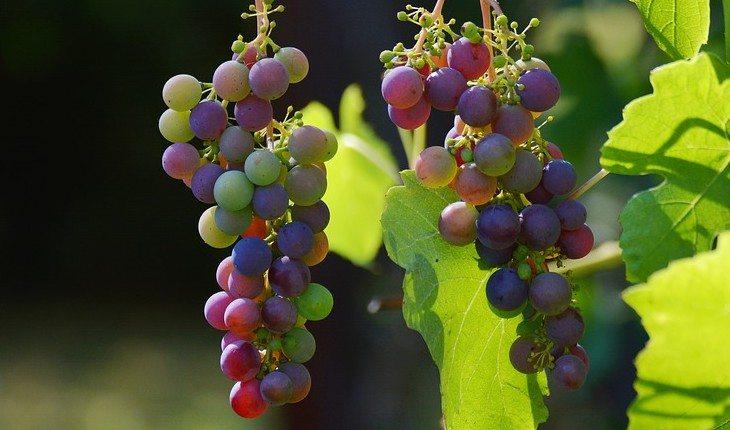 Cachos de uvas