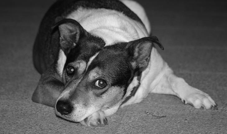 foto em preto e branco de um cachorrinho vira-lata deitado no chão