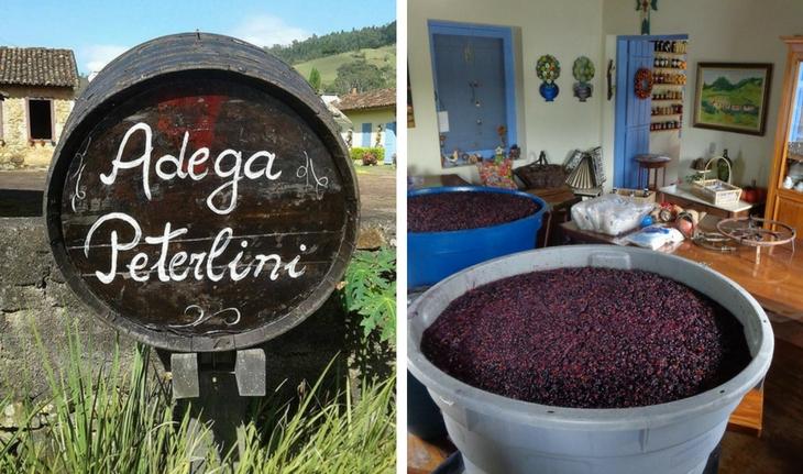 Fotos de um tonel com o escrito da Adega Peterlini e das uvas na fabricação do vinho artesanal