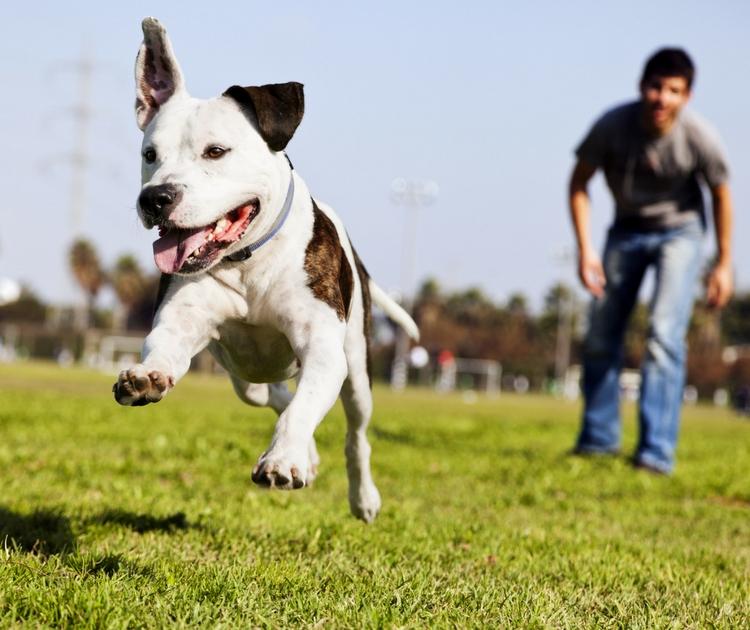 Cachorro correndo pelo gramado com dono ao fundo