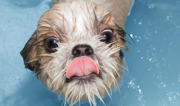 A foto mostra um cachorro molhando tomando banho e mostrando a língua.