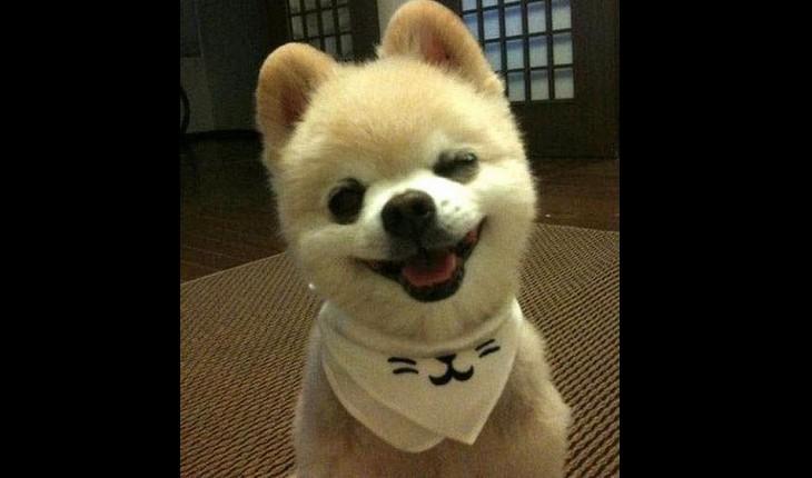 cachorro sorrindo com um lencinho