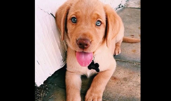 cachorro de olhos azuis