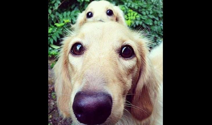dois cachorros observando de perto