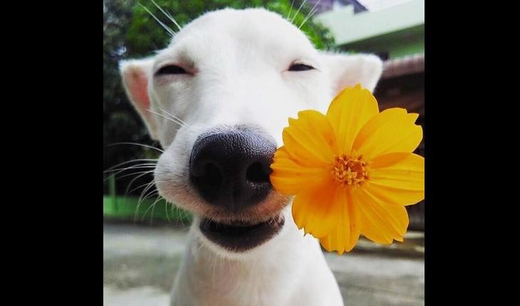 cachorro sorrindo com uma flor na boca