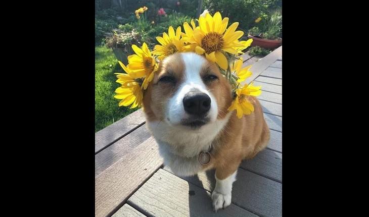cachorro com flores ao redor da cabeça