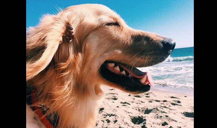cachorro sorrindo na praia