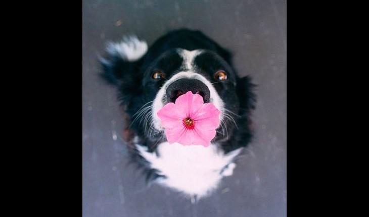 cachorro com uma flor na boca olhando para cima