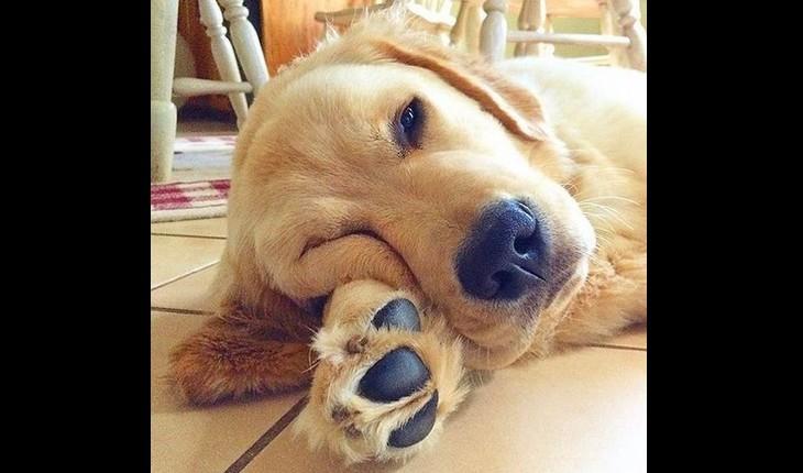 cachorro deitado com a pata sobre o rosto