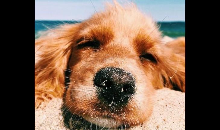 cachorro descansando na praia