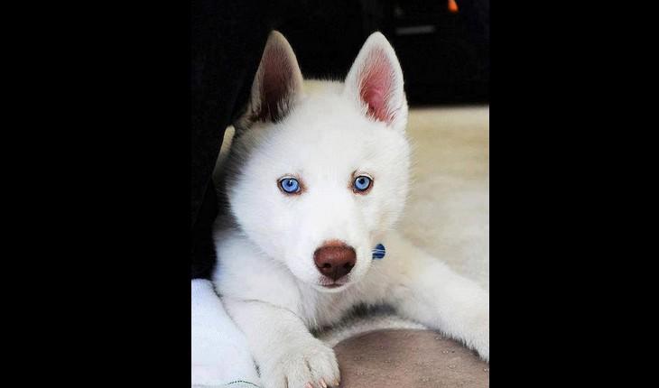 cachorro branco de olhos azuis
