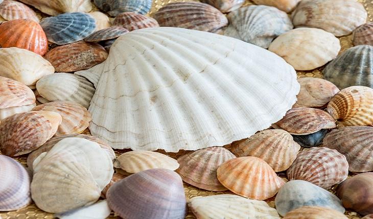 Foto de uma concha branca grande sobre um monte de outras conchas menores