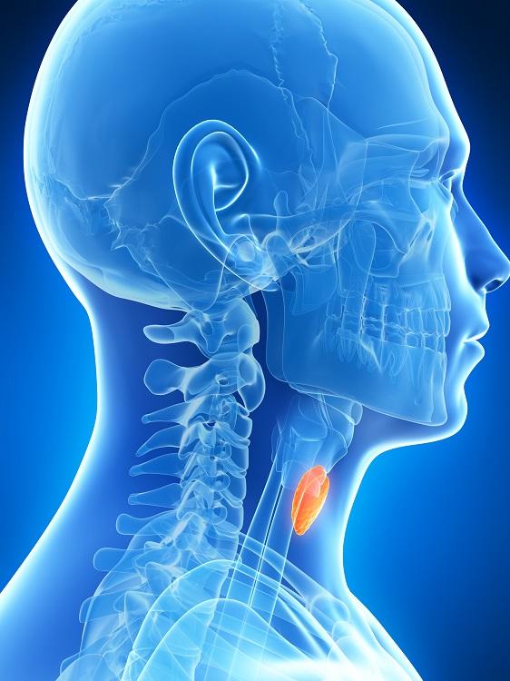 localização da glândula tireoide no corpo humano. Ela fica na região do pescoço.