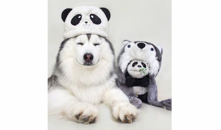 maru husky siberiano com urso panda chapeu