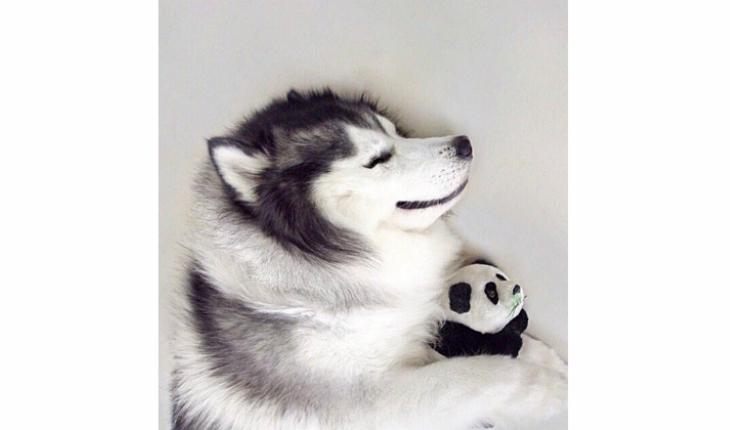 maru husky siberiano deitado com urso panda