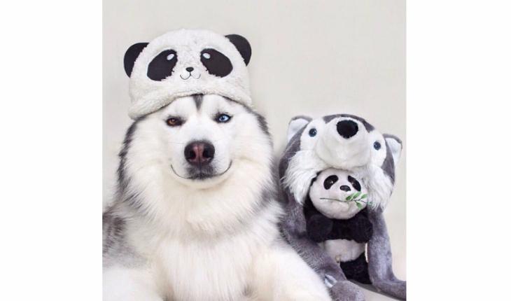 maru husky siberiano urso panda com touca