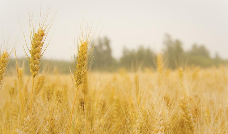 foto de uma plantação de trigo
