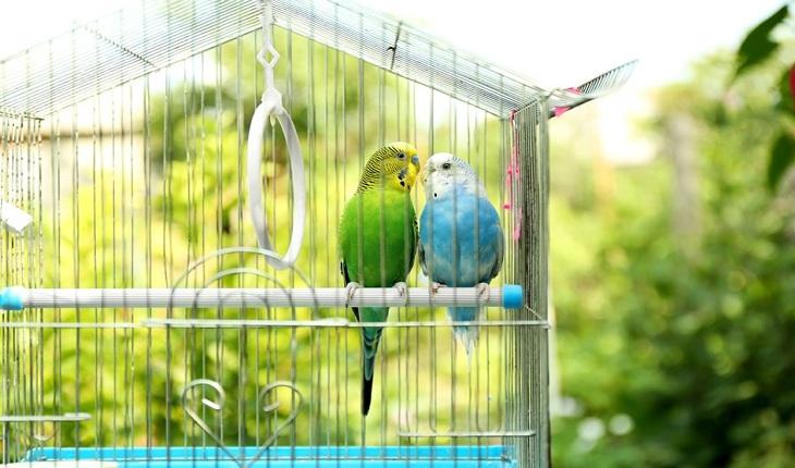 Casal de pássaros numa gaiola grande