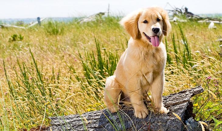 cachorro raça golden retriever no campo em cima de um tronco de árvore