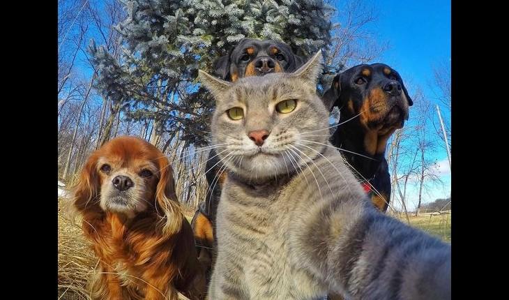 selfie de animais