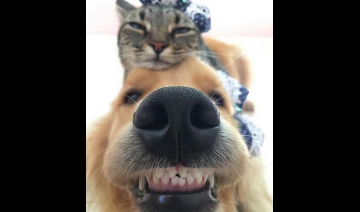 selfie de animais