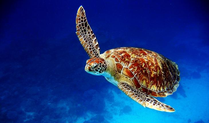 tartaruga no mar