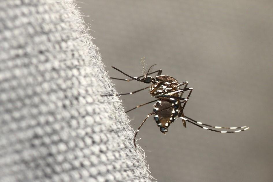 O mosquito da dengue se prolifera em água parada. 