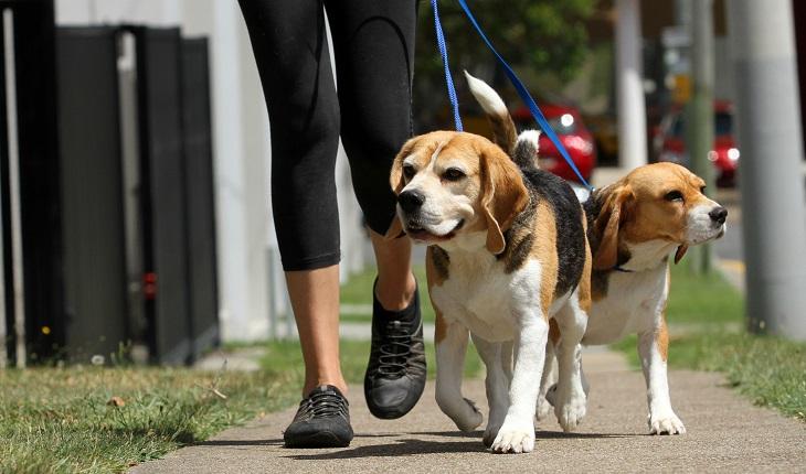 pernans femininas com calça de ginástica e tênis, caminhando com um cachorro beagle
