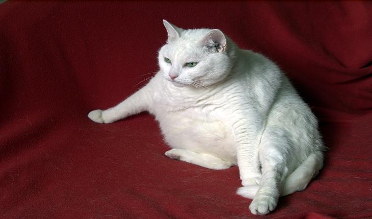 Imagem de um gato branco com sobrepeso.simbolizando sonhos