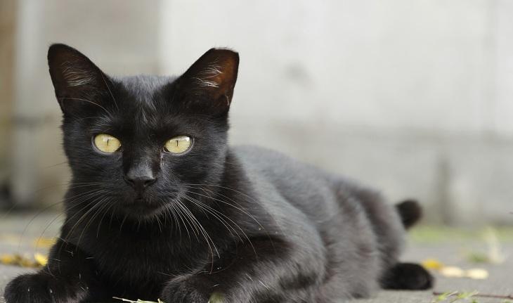 Imagem de um gato preto e de olhos amarelos deitado. simbolizando sonhos