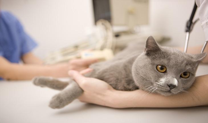Imagem de um gato acizentado sendo consultado por um médico. simbolizando sonhos