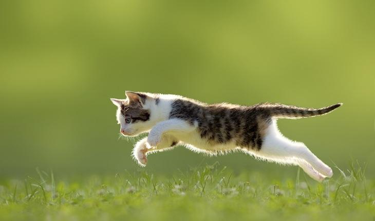 imagem de um gato filhote correndo simbolizando sonhos