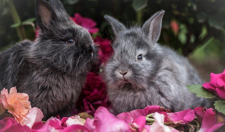 Curiosidades sobre coelhos. Na foto, dois coelhos em cima de várias pétalas de flores