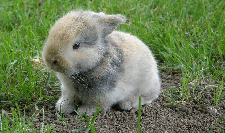 Curiosidades sobre coelhos. Na foto, um coelho filhote numa grama