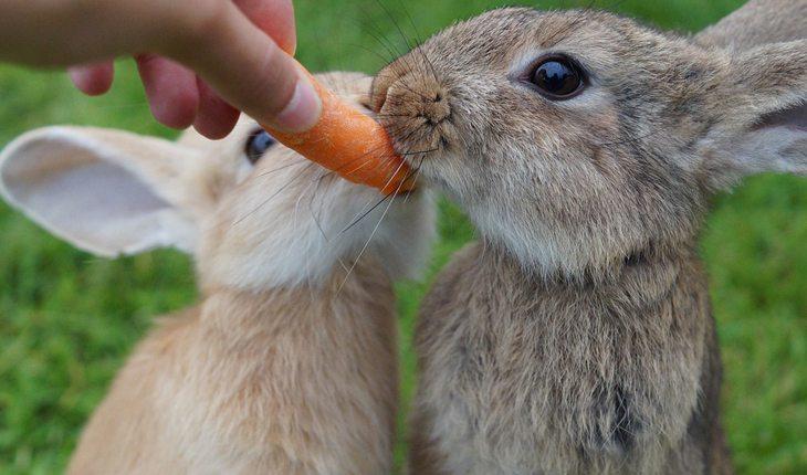 Curiosidades sobre coelhos. Na foto, dois coelhos comendo uma cenoura