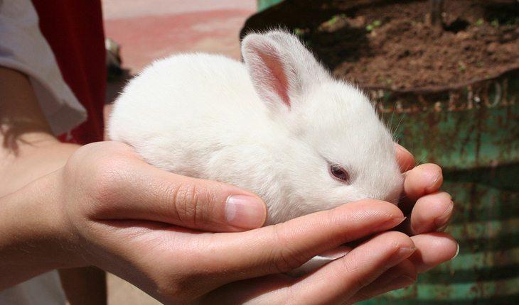 Curiosidades sobre coelhos. Na foto, um coelho em uma mão