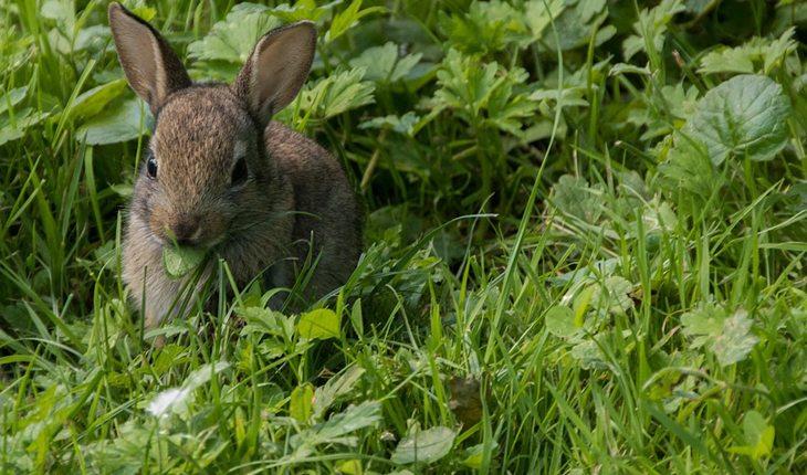 Curiosidades sobre coelhos. Na foto, um coelho cinza comento mato verdinho
