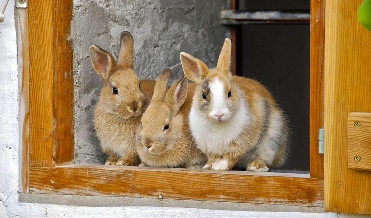Curiosidades sobre coelhos. Na foto, três coelhos parados em frente a uma porta