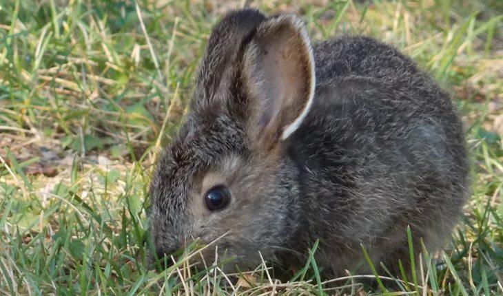 Curiosidades sobre coelhos. Na foto, um coelho cinza numa grama