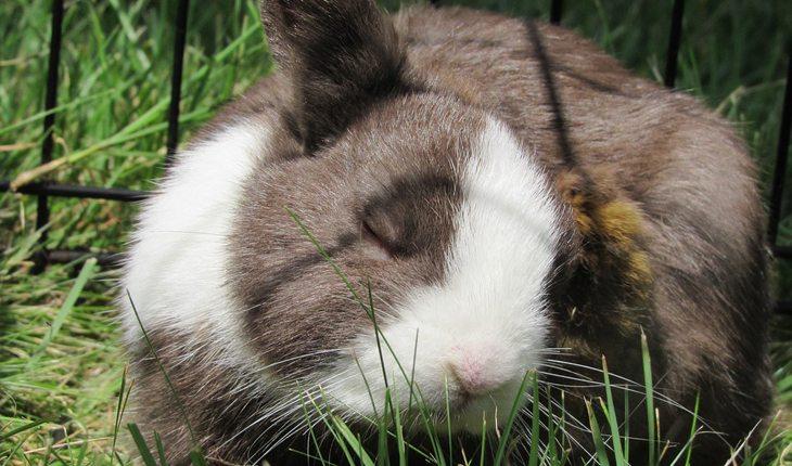 Curiosidades sobre coelhos. Na foto, um coelho dormindo