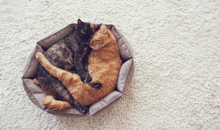 Imagem de dois gatos, um preto e um laranja dormindo em uma caminha de gato. simbolizando sonhos