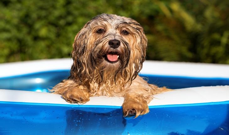 Cachorro feliz dentro de uma piscina inflável