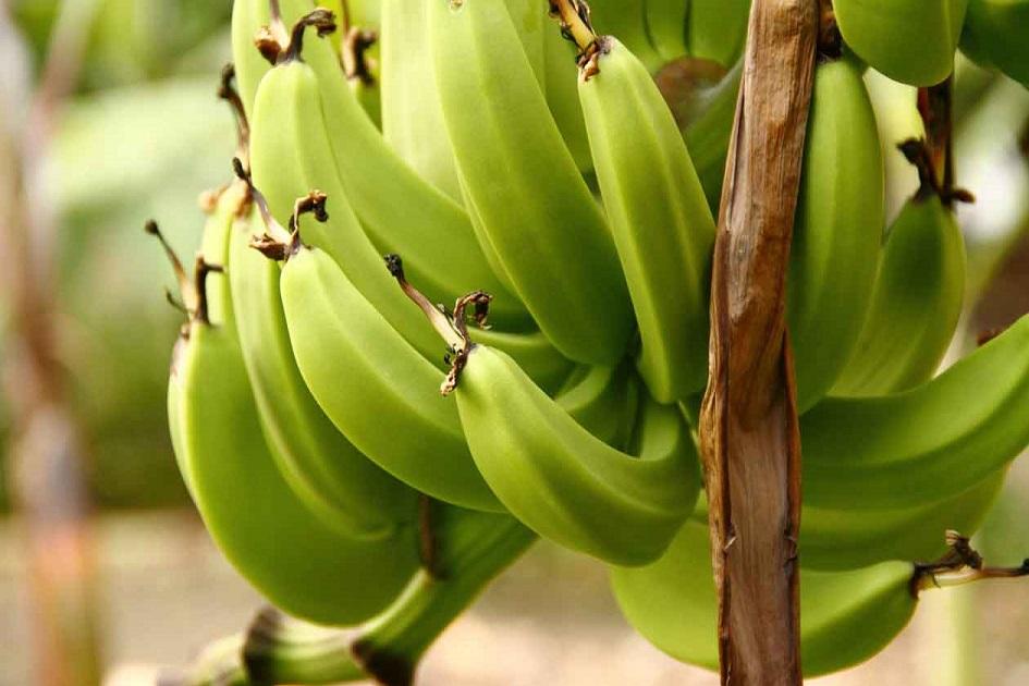 A banana verde pode ser consumida em forma de farinha, in natura, como biomassa... Ou seja, é bastante versátil!